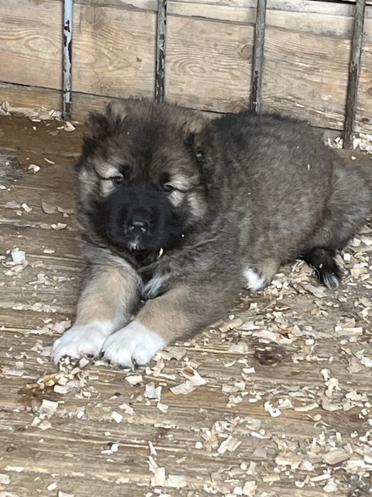 Щенки кавказской овчарки