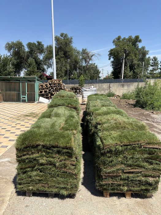 Готовый газон рулонный
