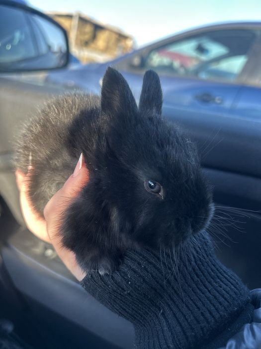 Iepurași pitici,simpatici pentru o familie iubitoare