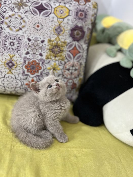 Лиловый скотиш страйт