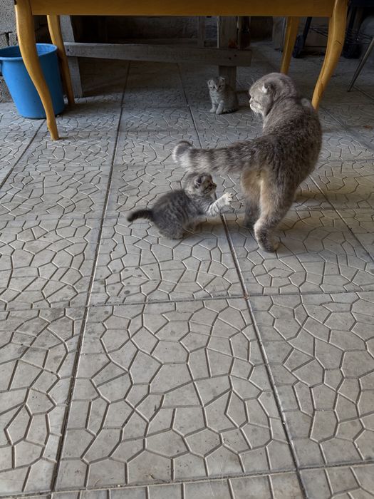 Животные котята Шотландские вислоухие
