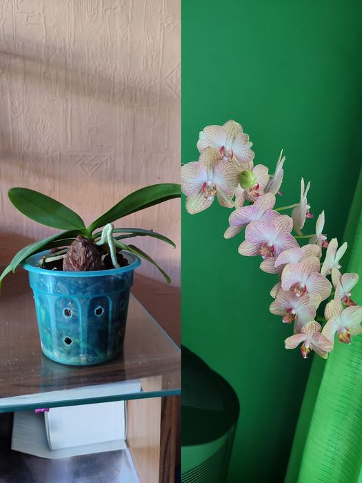 Орхидеи Берри Ода, Ровелло