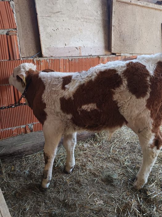 Vând vițel bălțat românesc
