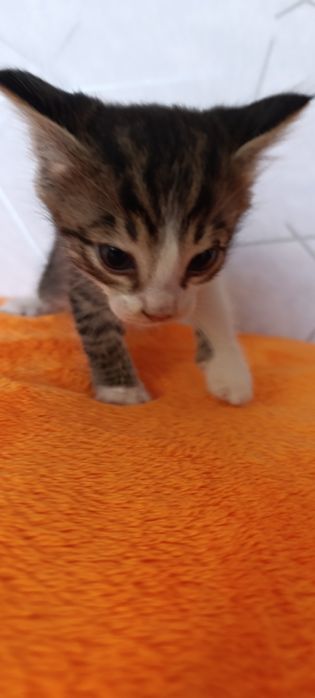 В добрые руки котят
