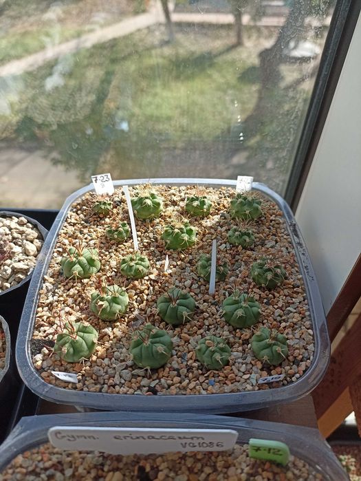 Продам кактусы,комнатные растения