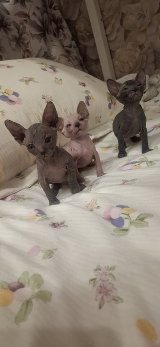 Голорожденные котята сфинкса