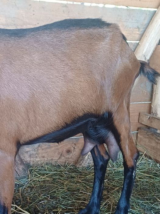 Disponibile 1 țap și două capre alpine franceze !