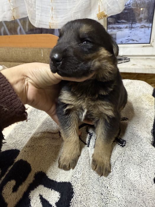 Щенки немецкой овчарки