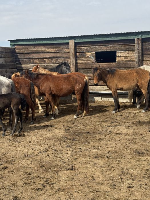 Буаз байталдар сатылады