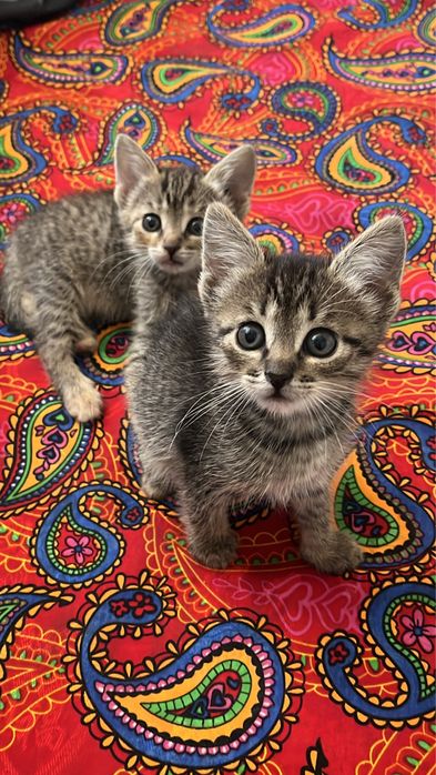 Бесплатно котят(девочки)