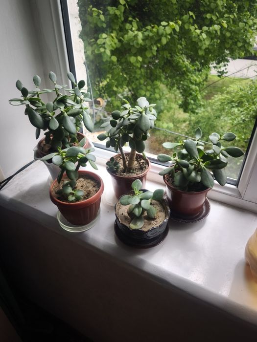 Цветы комнатные фиалки толстянка каланхоэ, эониум, спатифилум