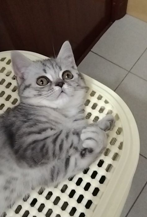 Скоттиш страйт. Девочка.