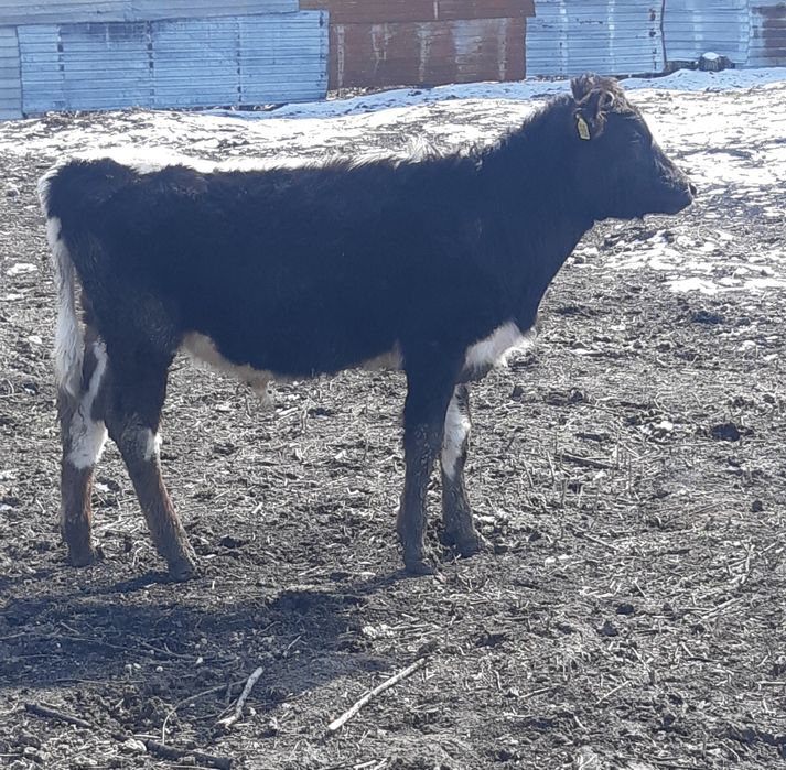 Продам быков 1г - 9мес