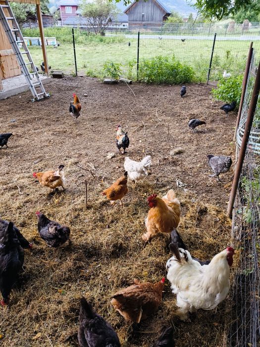 Cocosi sănătoși, crescuți natural – de vânzare