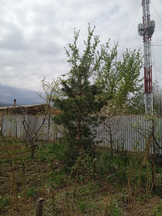 Ёлка Туя сосна красивые