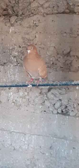 Голуби разные , прекрасные