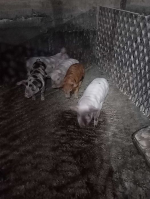 Продавам прасенца