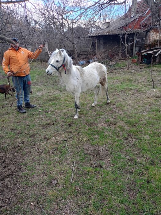 Мъжко шотландско пони