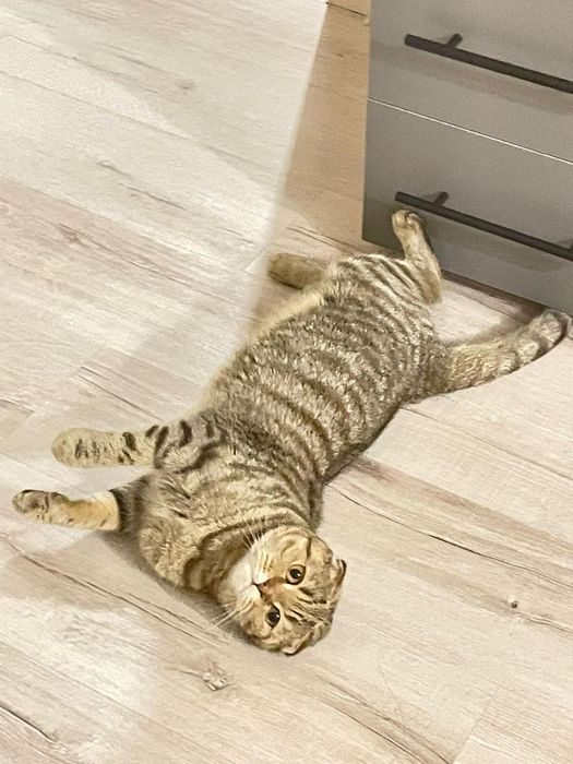 Передержка кошек и котов