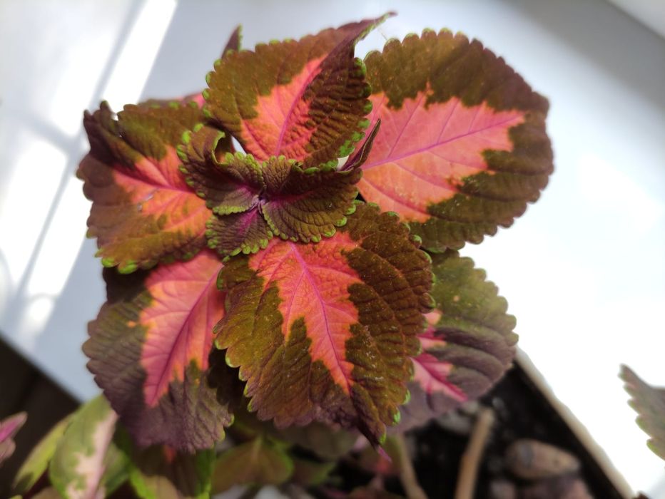 Колеус цветок оригинальный