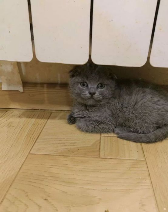 Вислоухий котенок