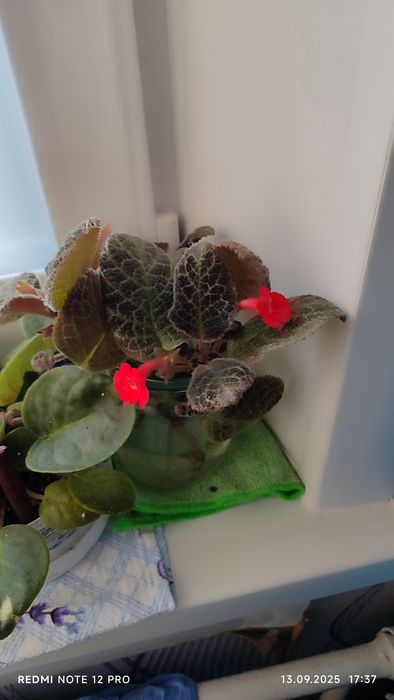 Продам босоножки белые