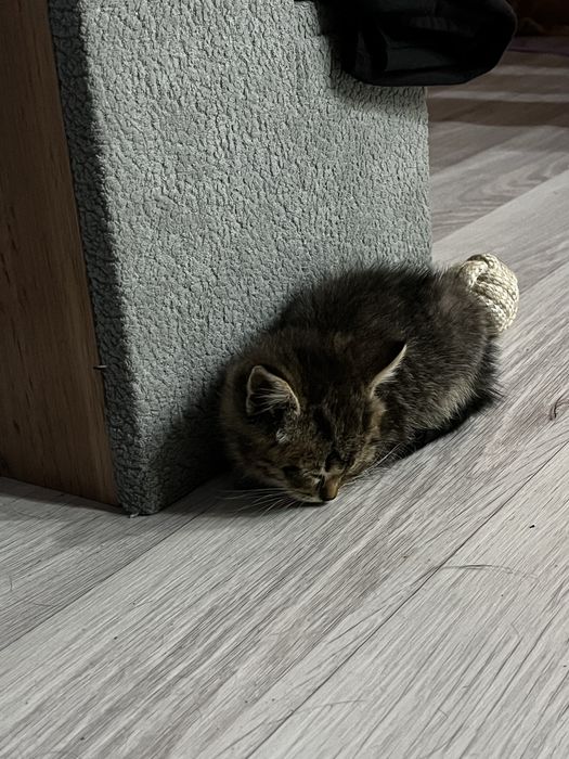 Отдам котенка в добрые руки