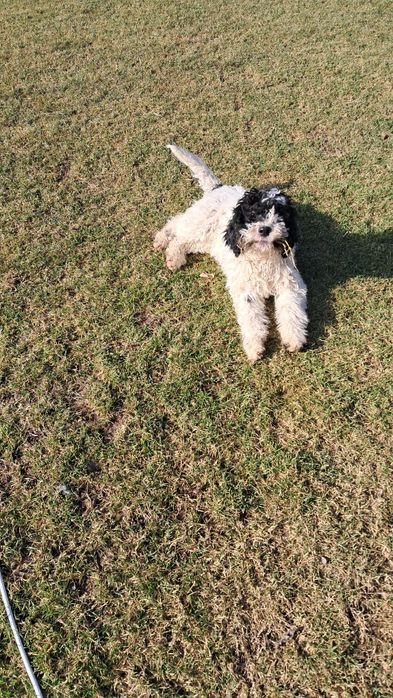 Лагото Романьоло