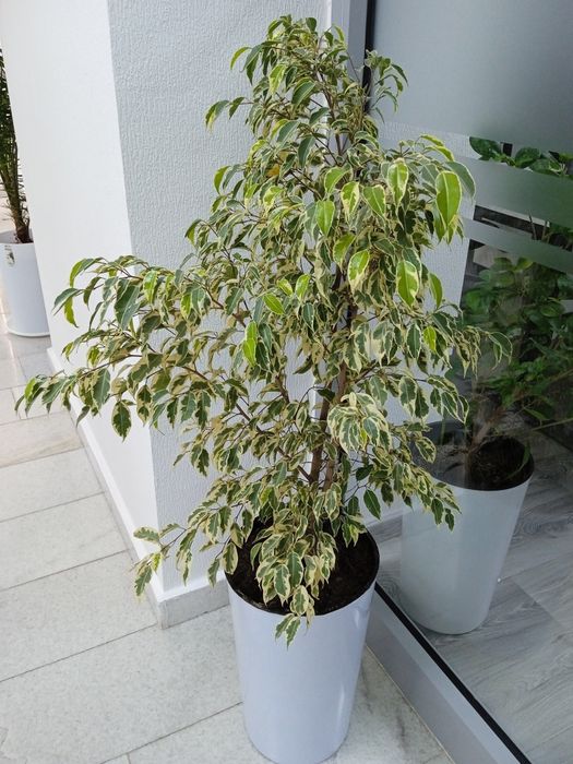 Gullar parvarishlash hizmati