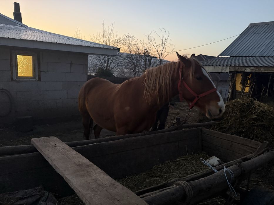 De vanzare iapa de 4 ani