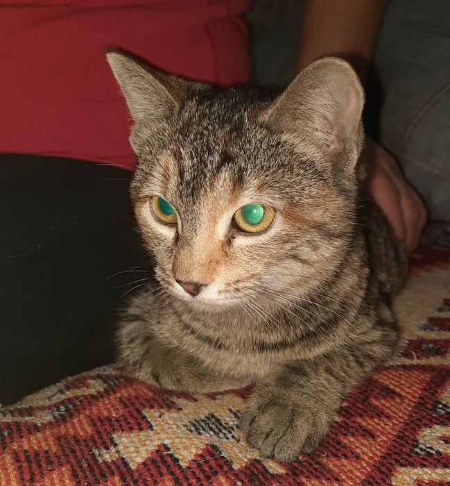 Котенок, ищет дом