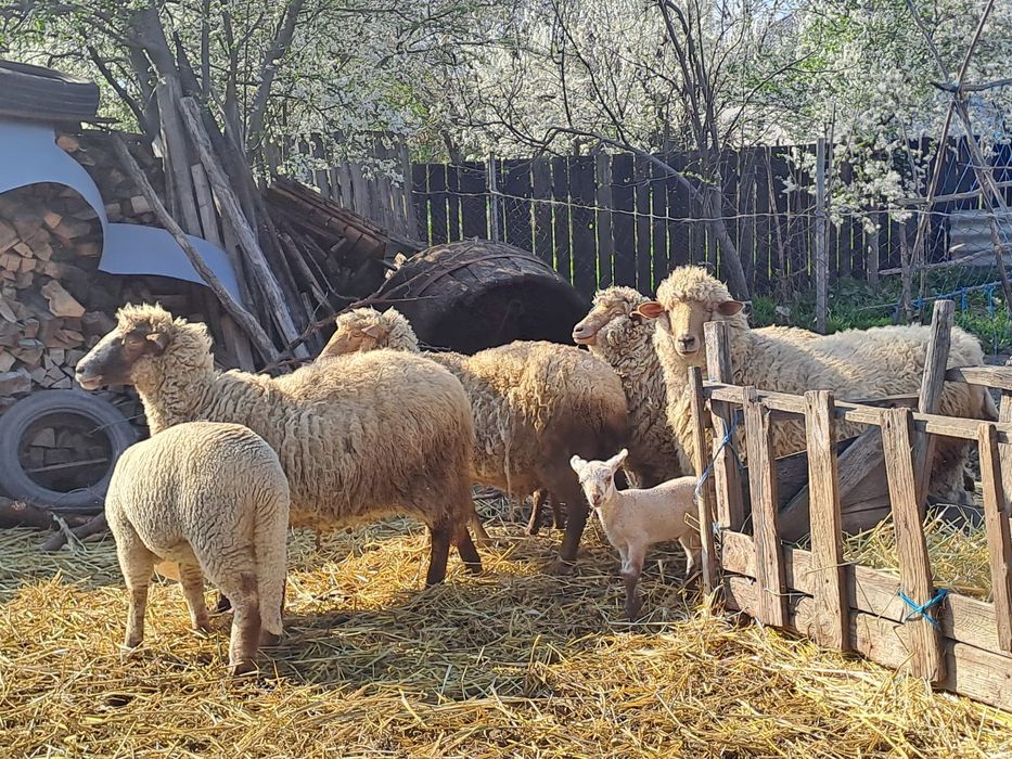 Oi cu miei de vanzare! Preturi incepand de la 1000 lei