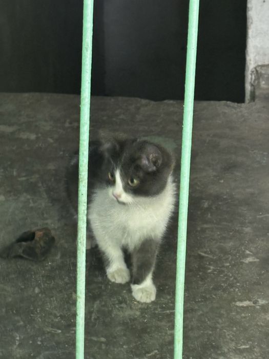 Отдам двух котят