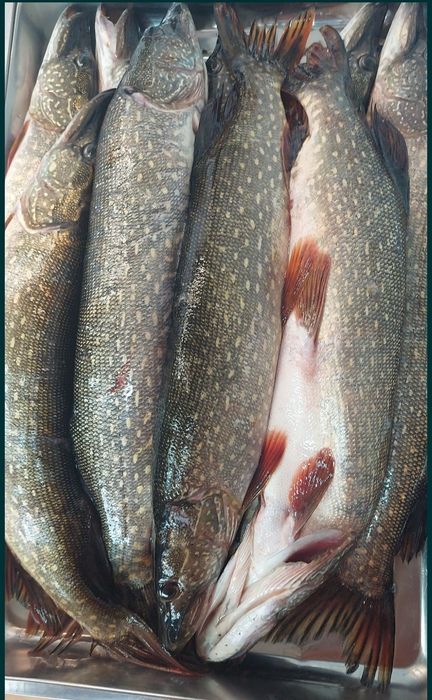 Продажа свежей речной рыбы и морепродуктов