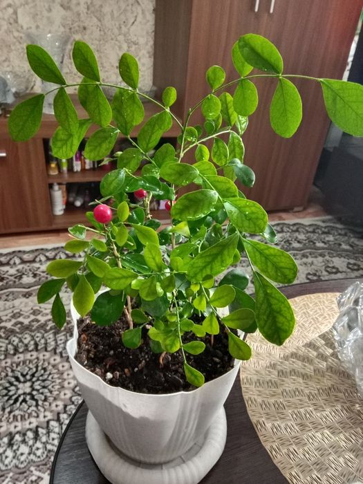 Муррайя метельчатая