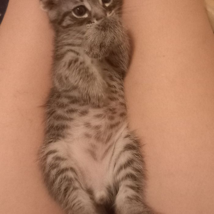 Вислоухие котята 1 мес мальчик и девочка