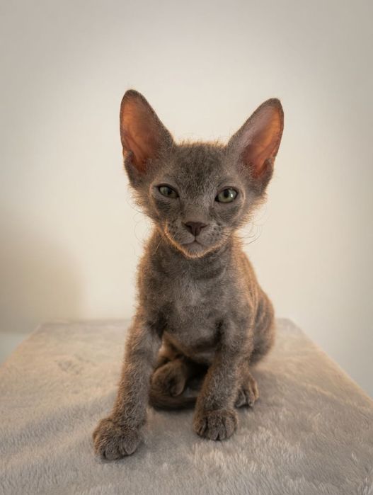 Котенок сфинкс браш