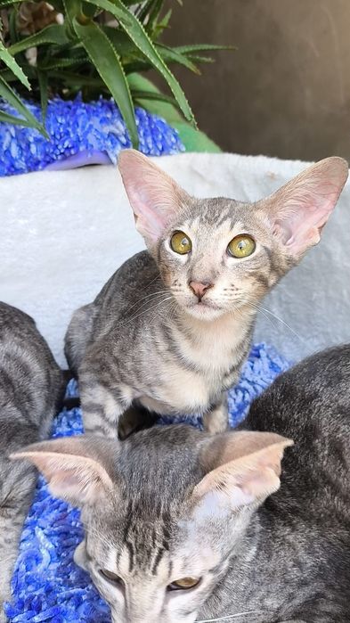 Очень Редкие ГОЛУБЫЕ ( леопардовые )  Ориенталы