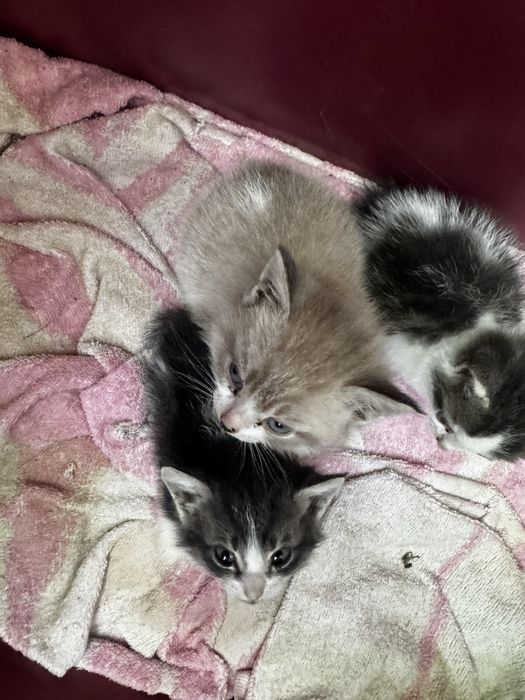 Отдам котят срочно