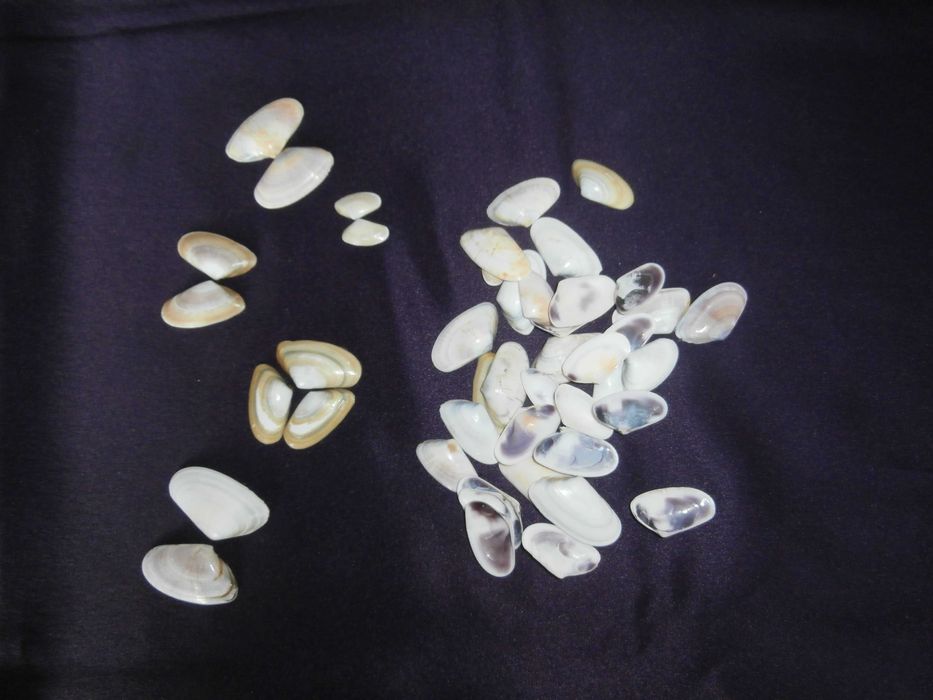 Морски миди за декорация