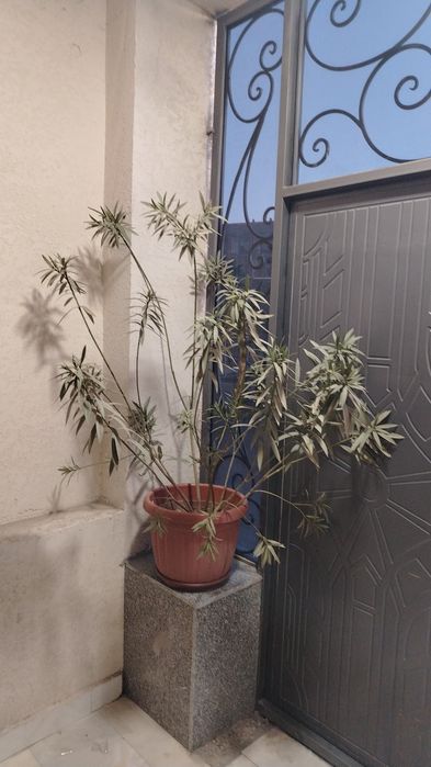 Assalomu alaykum! Menda katta idishda Oleandr (Nerium oleander) guli b