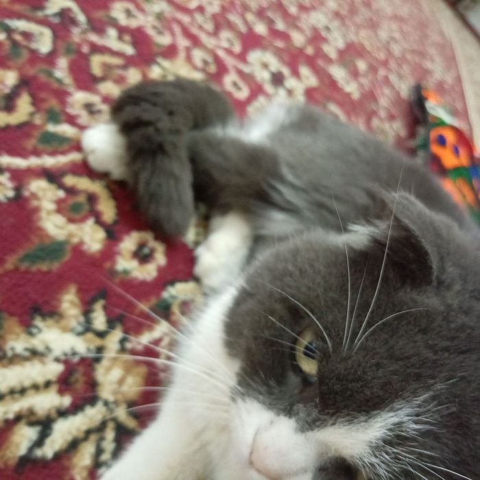 Zotdor mushuk sotiladi