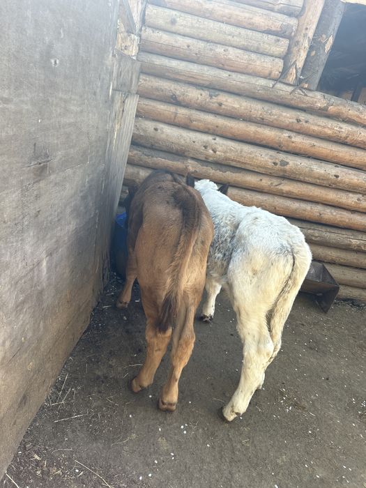 Vand Doi taurasi varsta de 1luna si 2 sapatamâni