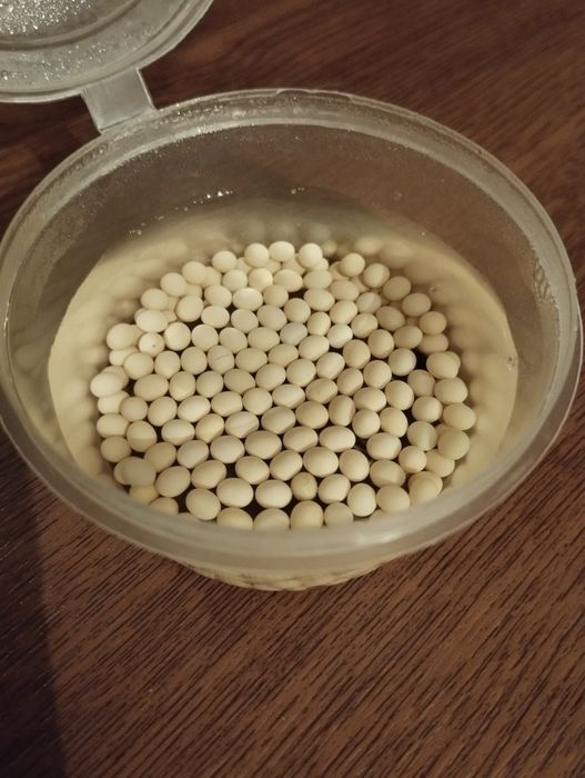 Яйца улиток ахатина 300 сум