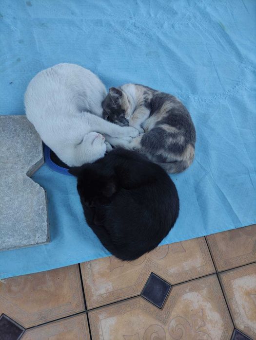 отдам котят в хорошие руки