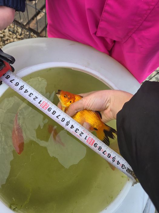 Продавам езерни златни рибки!!!