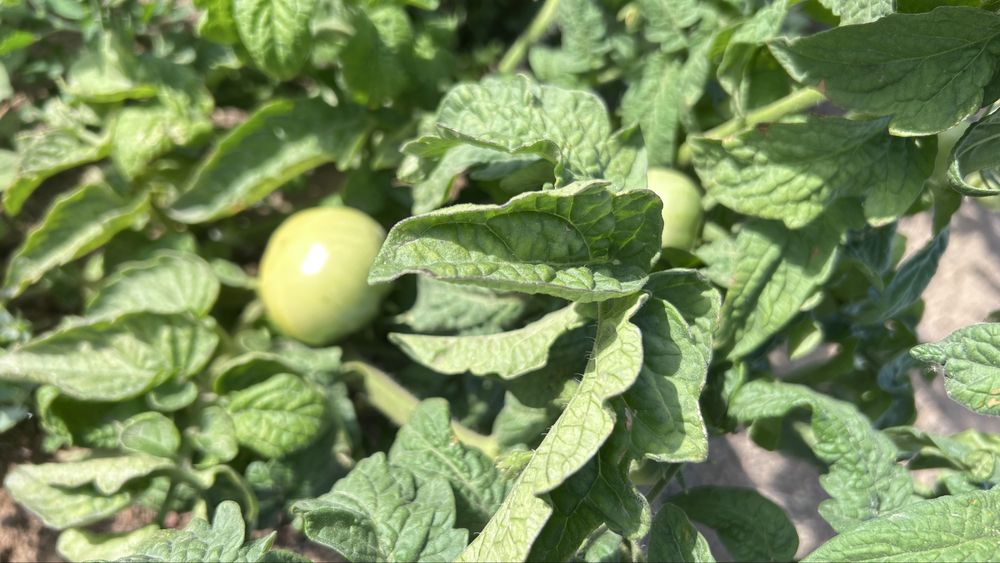 Продается дача 12 соток