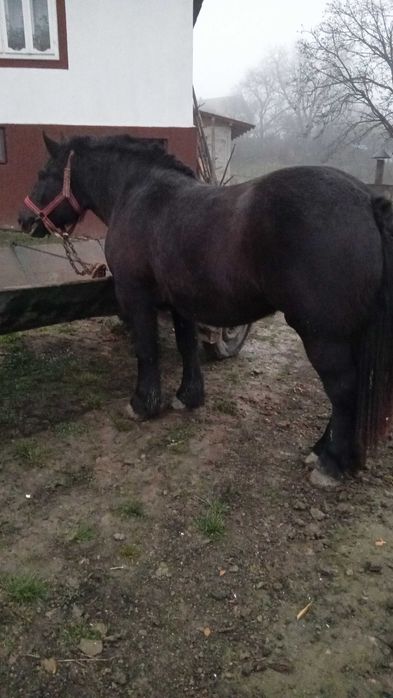 Mânză de vânzare!