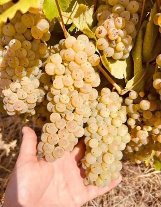 De vanzare struguri de vin