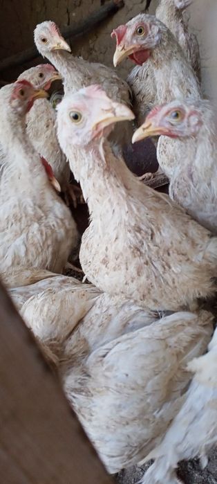 Juja , joʻja , joja , jo'ja lar sotiladi.